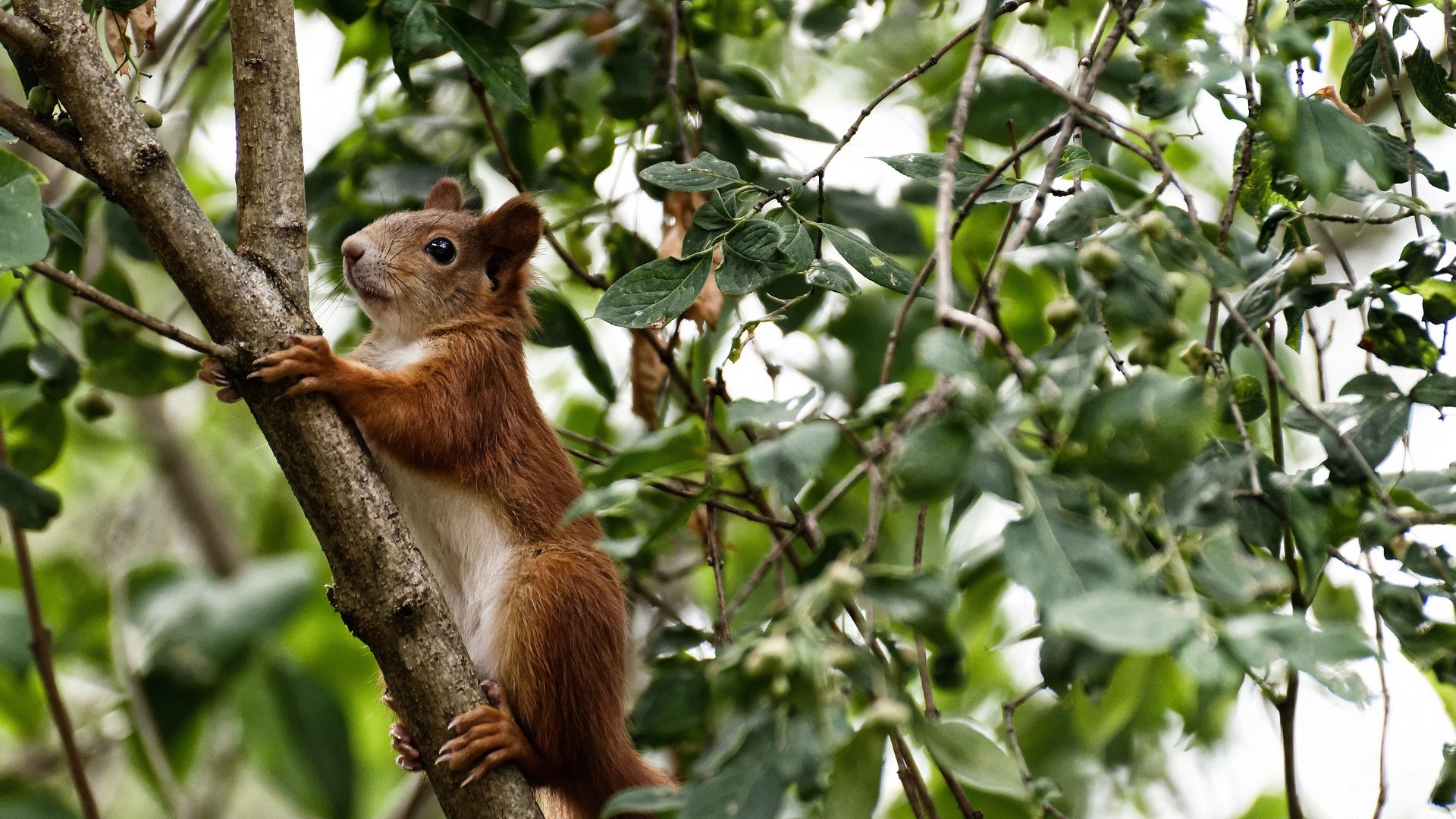 全国冬季铁人三项赛黑龙江队大获全胜，冬季铁人三项世界杯赛